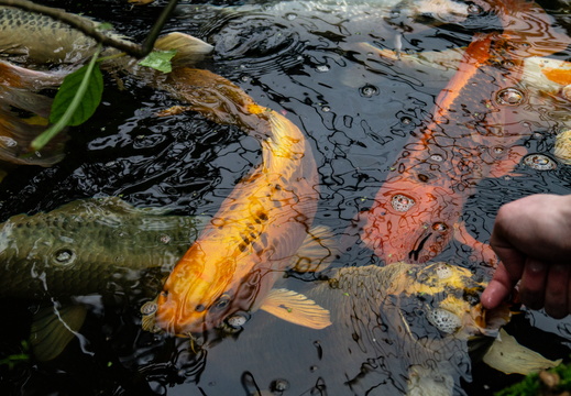 DSC07071