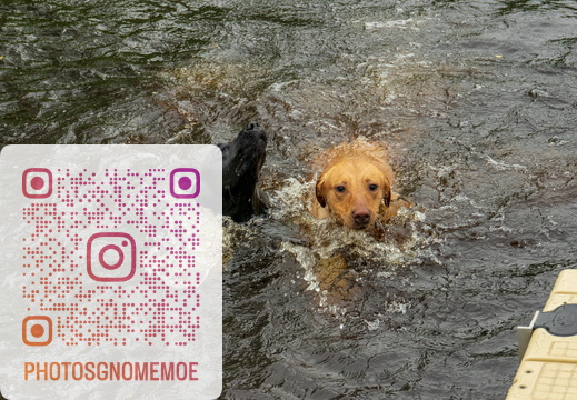 Preston Park - Doggos